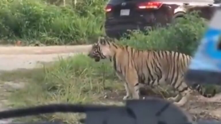 Tigre sorprende en carretera de Cancún a automovilistas