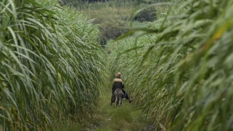 Salud de las personas está ligada a la de animales y medio ambiente: FAO