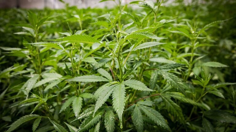 Cannabis podría aportar a Alemania 5,000 mdd al año