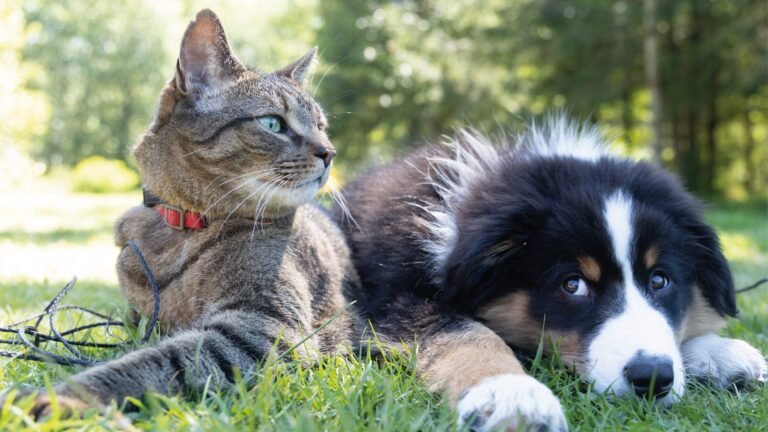 Irán podría prohibir tener perros o gatos como mascotas por considerarlos ‘impuros’