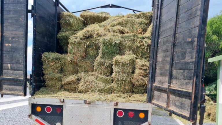 Hallan en Tamaulipas 300 kilos de cocaína oculta en camiones con alfalfa