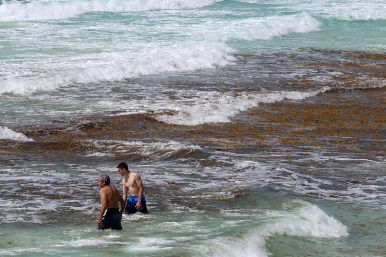 Alertan por aumento de sargazo en próximos días en el Caribe mexicano