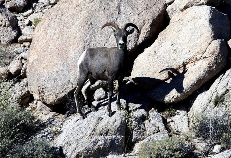 La cacería del borrego cimarrón divide a los indígenas de Sonora