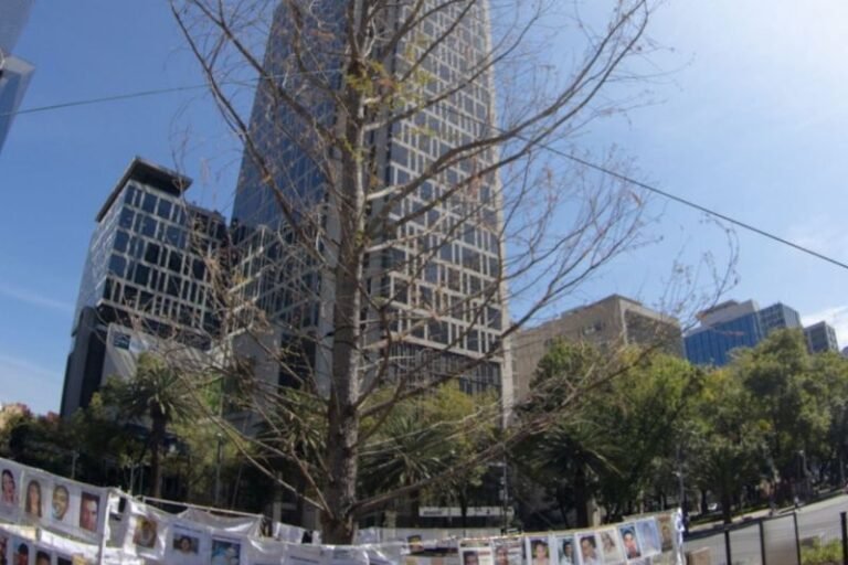 Ahuehuete moribundo de Paseo de la Reforma ya está en vivero Nezahualcóyotl