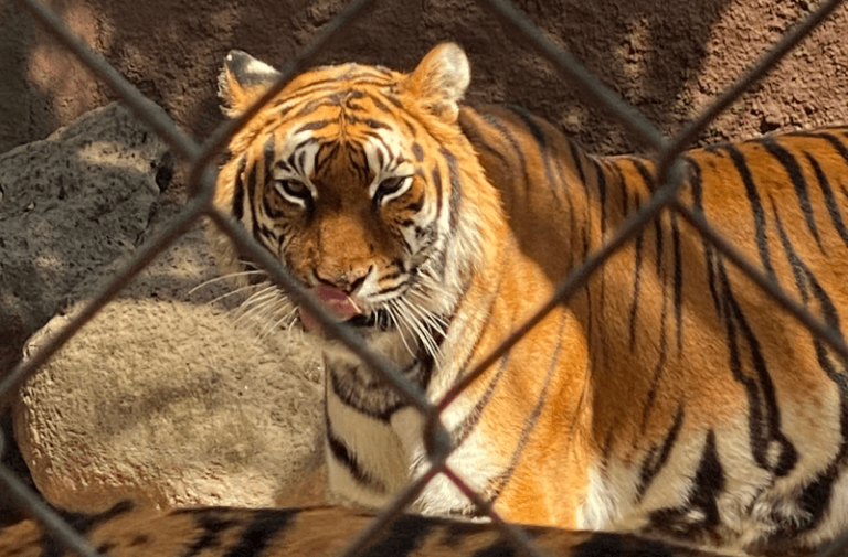 Asociación mexicana envía 200 tigres para evitar extinción en India