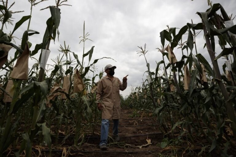 Avicultores mexicanos piden evitar panel con EE.UU. por controversia por maíz