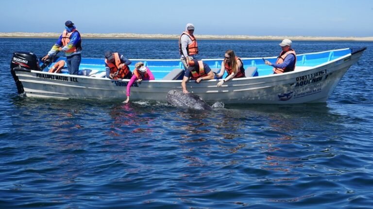 México suma mil 364 ejemplares de ballena gris en reserva en Baja California Sur