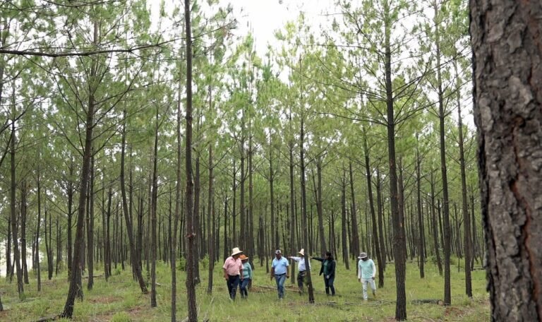 Alianza indígena convierte una zona árida en un bosque de 20 millones de árboles en México