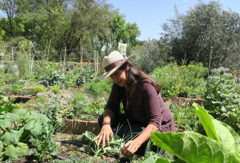 México presenta superávit en su balanza comercial agroalimentaria en los primeros siete meses de 2023