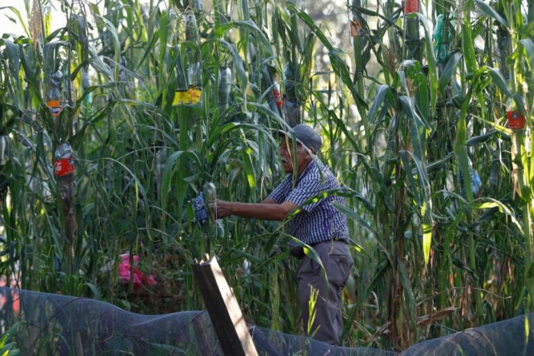 Organizaciones civiles buscan proteger la milpa, el cultivo prehispánico del maíz