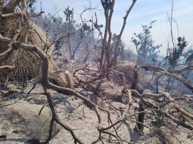 Incendio en el Parque Nacional El Veladero, en Acapulco, afecta 30 hectáreas