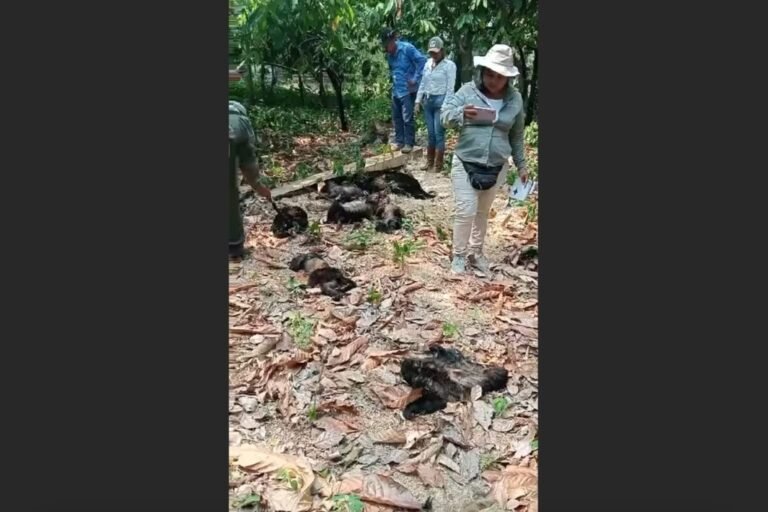 Altas temperaturas en Tabasco ocasionan la muerte de monos aulladores