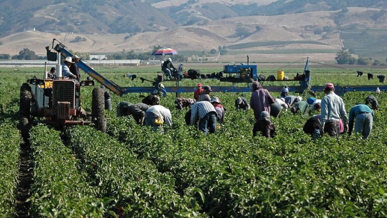 El 35 % de la producción agrícola depende de animales polinizadores, afirma la FAO