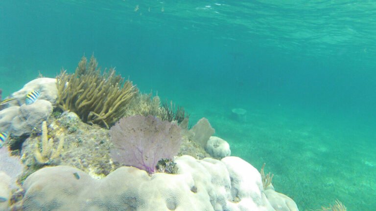 Denuncian muerte masiva de corales en México por altas temperaturas