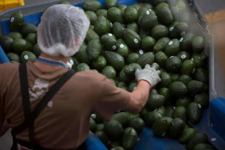 Embajador de EE.UU. en México avisa del regreso de inspectores de aguacate a Michoacán