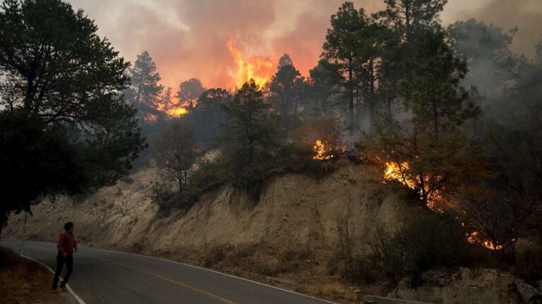 Incendios forestales en Bolivia, Paraguay y Brasil causan las mayores emisiones de CO2 en 20 años