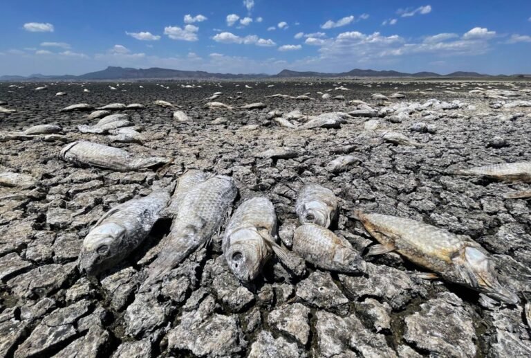 Sequía mata a cientos de miles de peces en Chihuahua