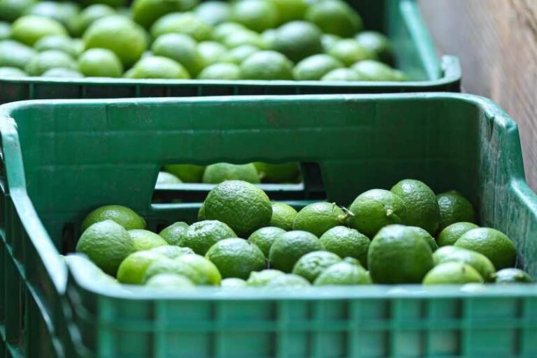 Autoridades toman el control del Tianguis Limonero en Apatzingán