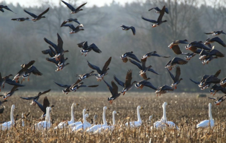 Aeropuertos surcoreanos deberán instalar cámaras y radares de detección de pájaros