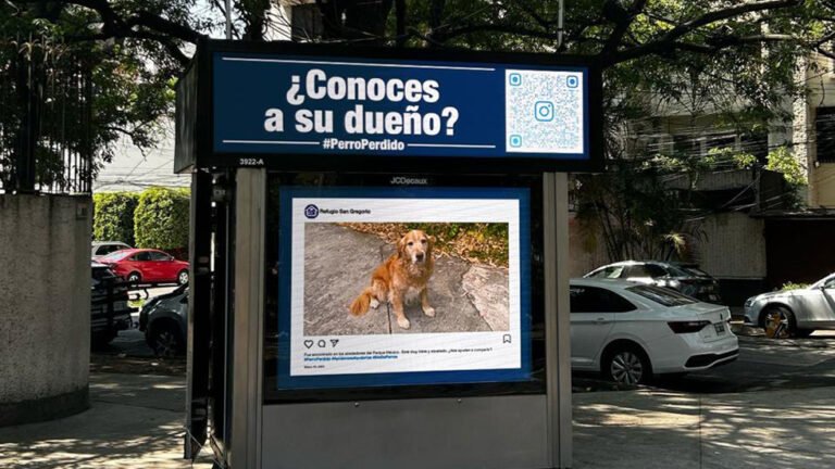 Tecnología ayuda a perro extraviado a regresar a casa